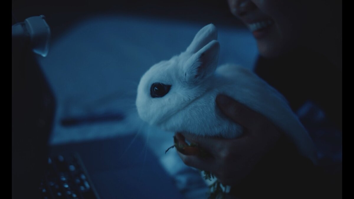 A white bunny is held up to a laptop.