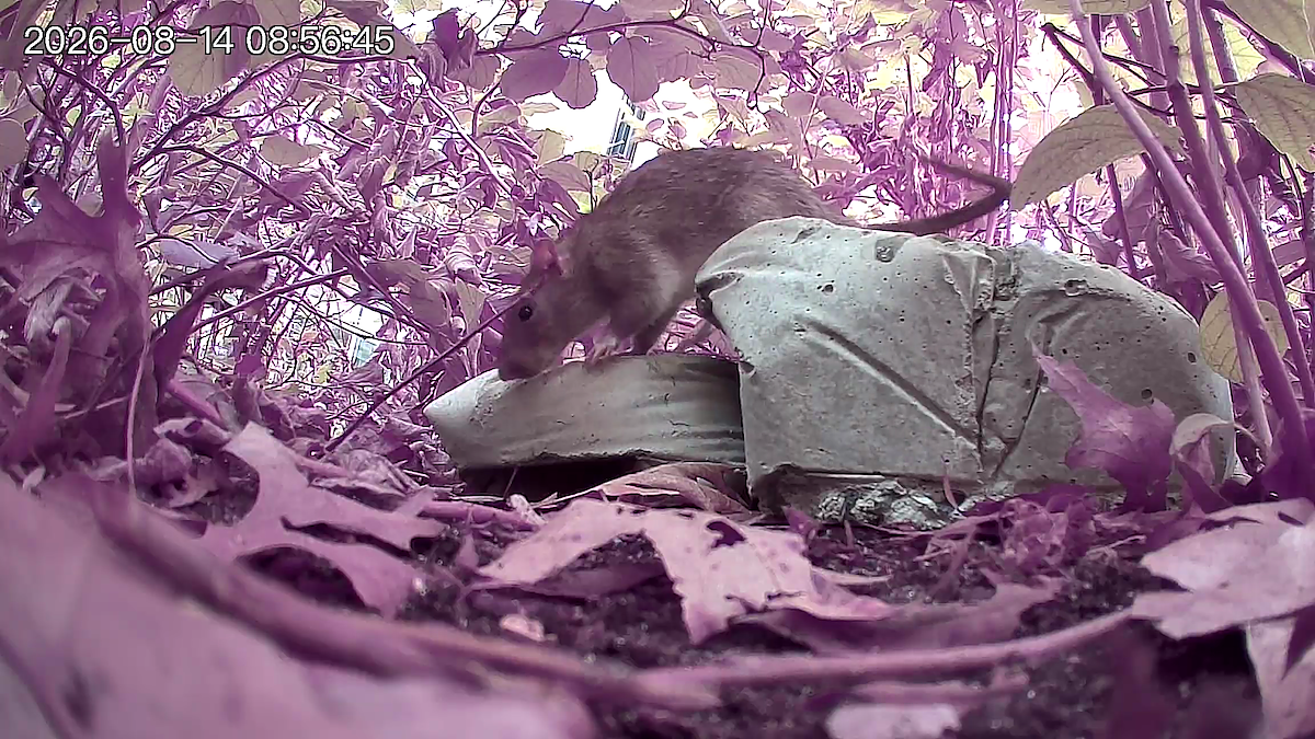 Trail camera footage still of a rat crawling over concrete shapes. 