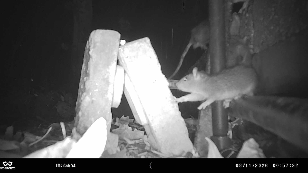 Trail camera footage still of a rat touching a vertically standing concrete block. 