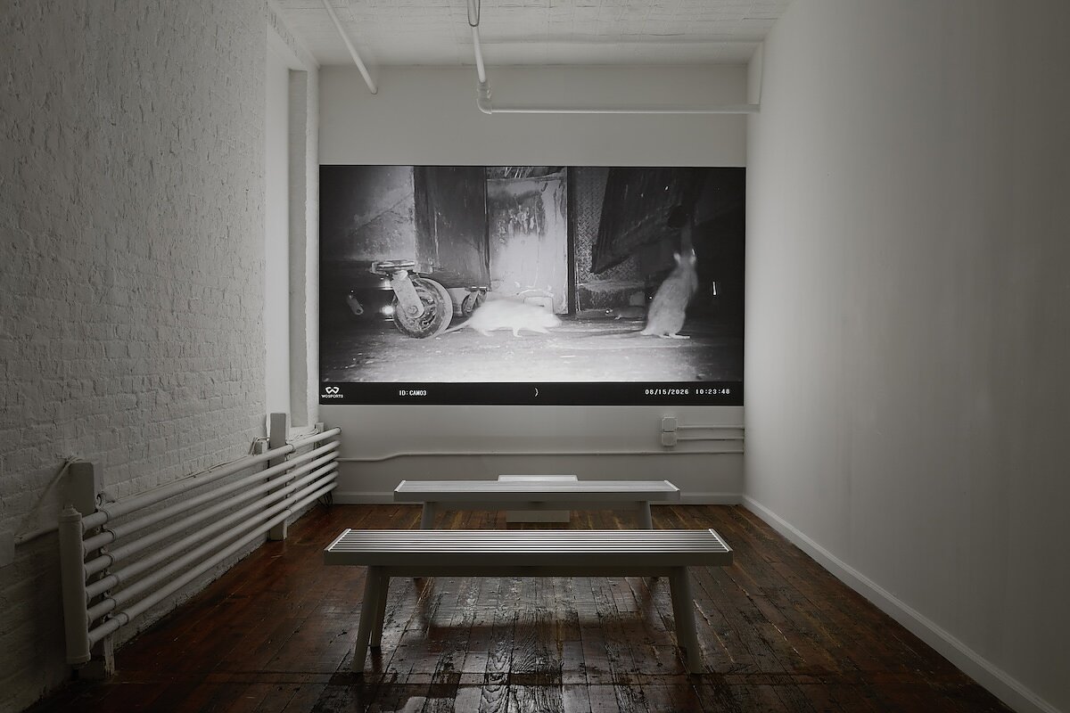 A small gallery room with two benches playing a black and white film featuring two scurrying rats. 
