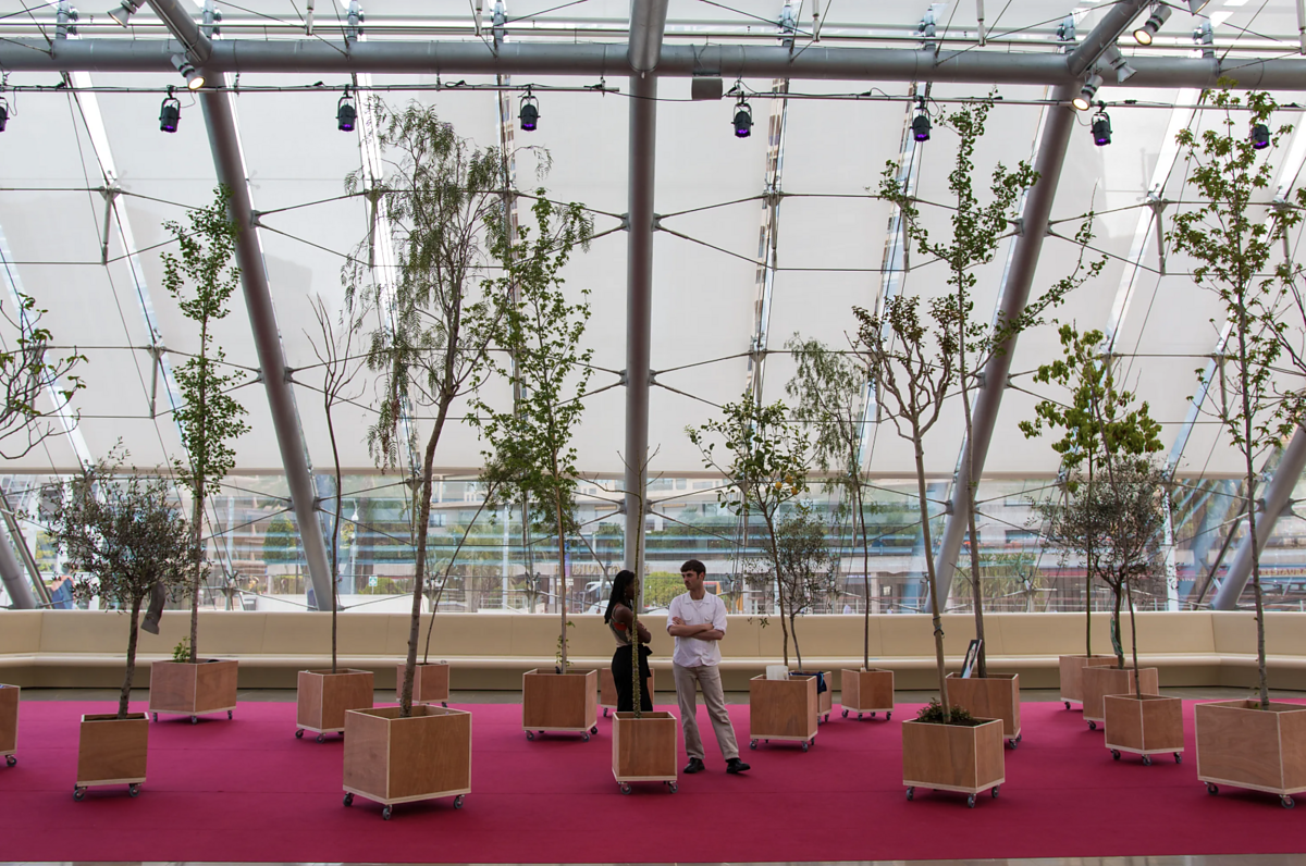 Small trees planted in wheeled wooden boxes in a sunny room with a glass ceiling and pink carpet. 