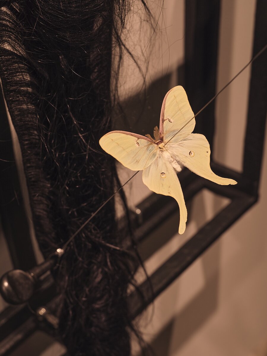 A close up shot of an artwork featuring long black hairs and a dead luna moth punctured by a long needle.